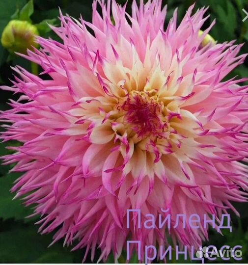 Клубни георгинов
