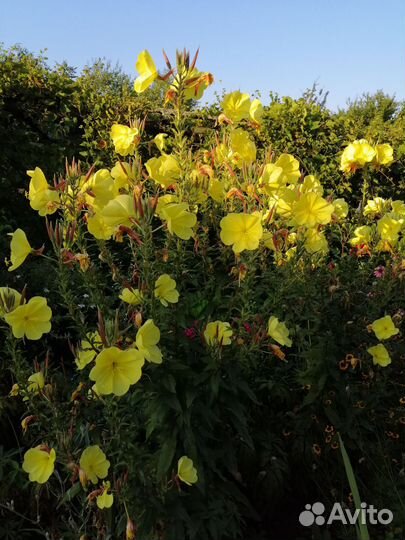 Многолетники для сада