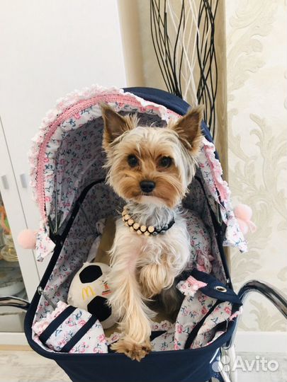 Вязка Йорика