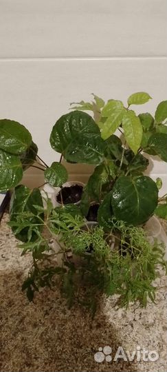 Сингониум,полисциасы