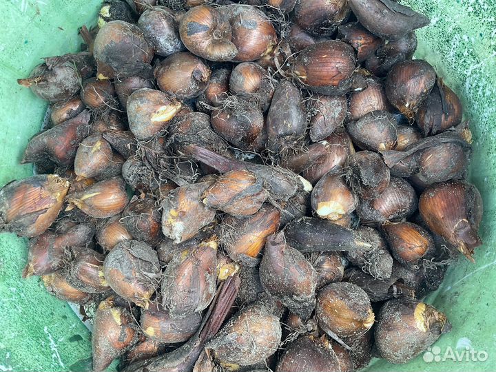 Луковицы безвременника простого и махрового