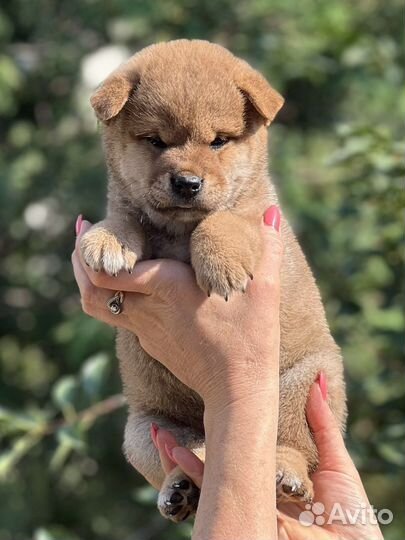 Мальчик сиба