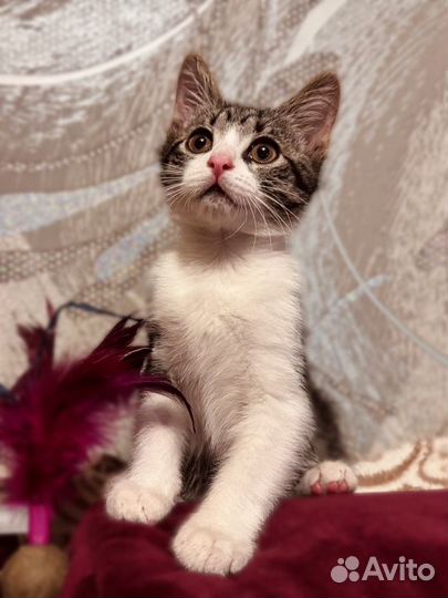 Котенок в добрые руки