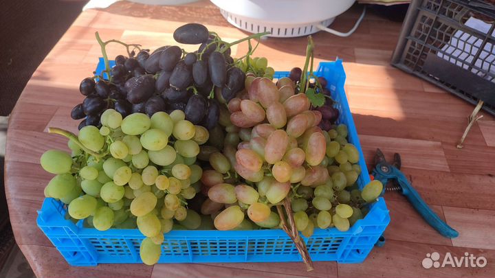 Черенки винограда