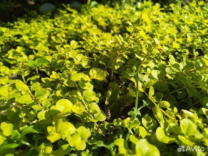 Вербейник монетчатый голд