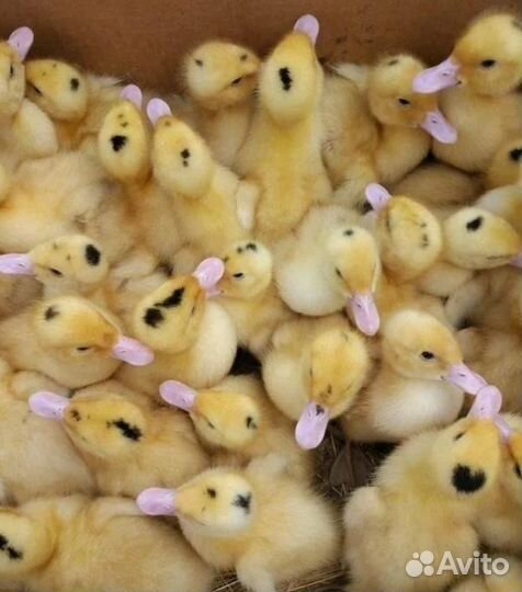 Утята,гусята,индюшата,бройлер