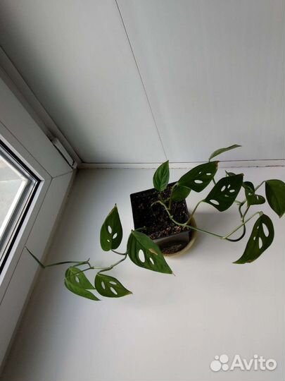 Монстера косая