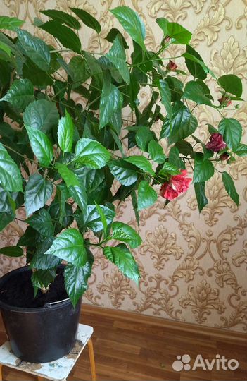 Гибискус китайская роза