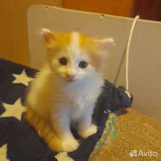 Котята в добрые руки,бронируйте