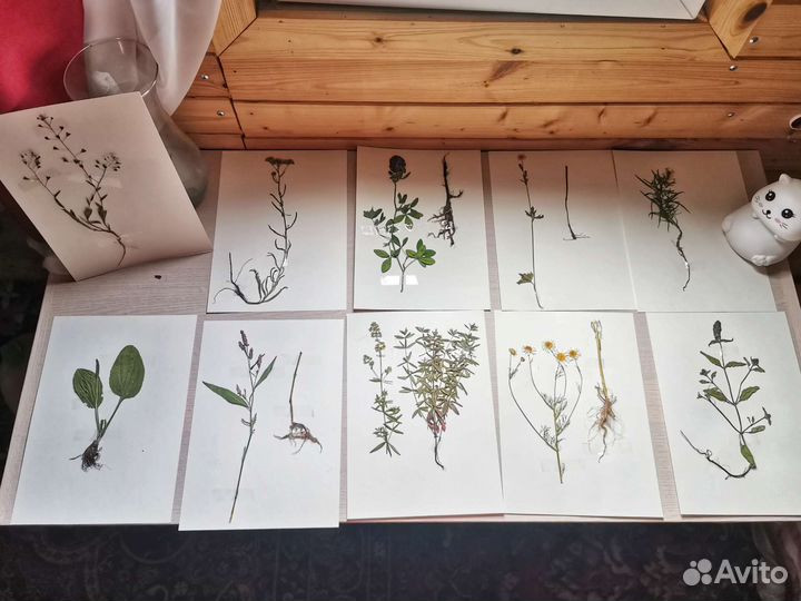 Гербарий для начальной школы
