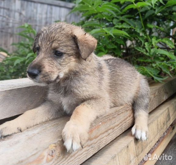 Щеночки в добрые руки