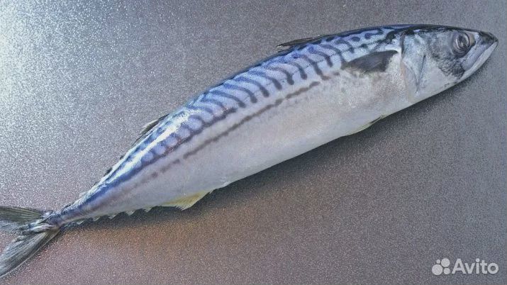 Скумбрия