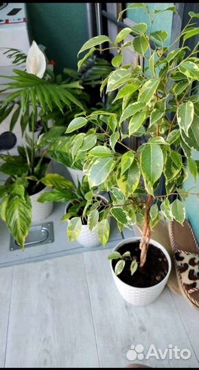 Фикус пестролистный