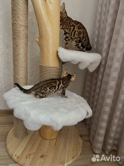 Бенгальский котенок мальчик