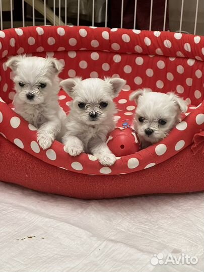 Мальтийская болонка мини