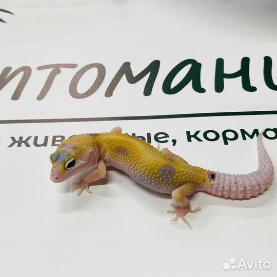 Эублефар малыши 2023