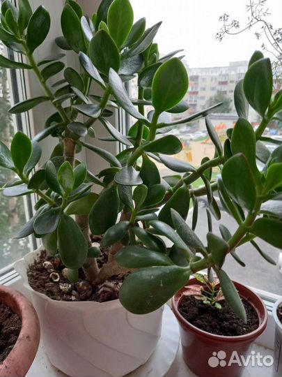 Фуксия, толстянка