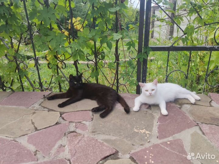 Молодые котик и кошечка в добрые руки бесплатно