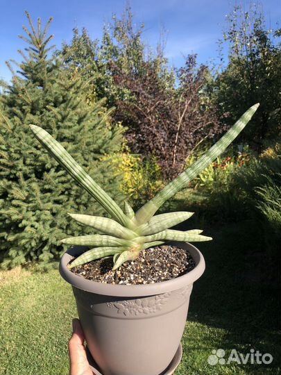 Суккуленты