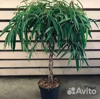 Фикус Бенджамина Даниэль, фикус Биннендийка Али