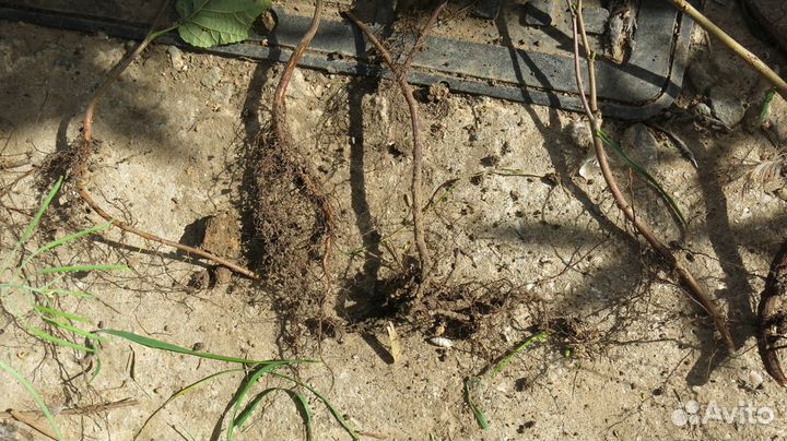 Саженец фундука Трапезунд вегетативный отросток