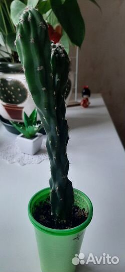 Цереус перуанский