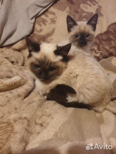 Сиамские котята