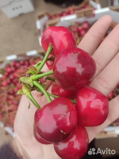 Черешня оптом Мелитополь