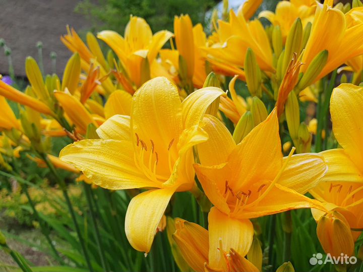 Лилия, Ирис, Лилейник, Дороникум