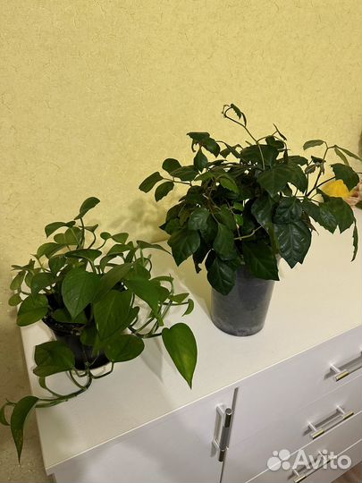 Комнатные цветы