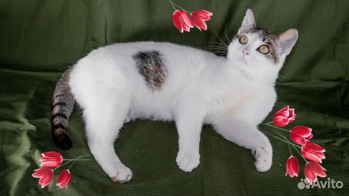 Котенок Фан Фан Тюльпан ишет дом в дар бесплатно