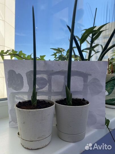 Сансевиерия