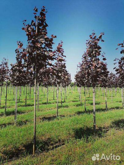 Клен роял ред