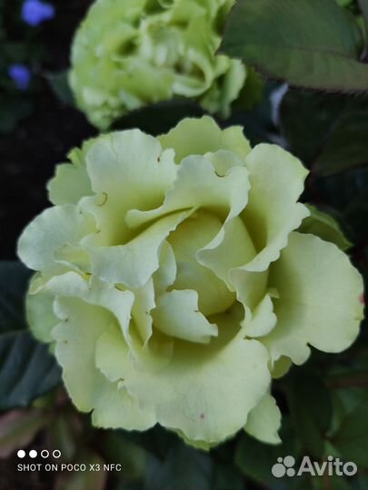 Саженец Роза Лимбо салатовая