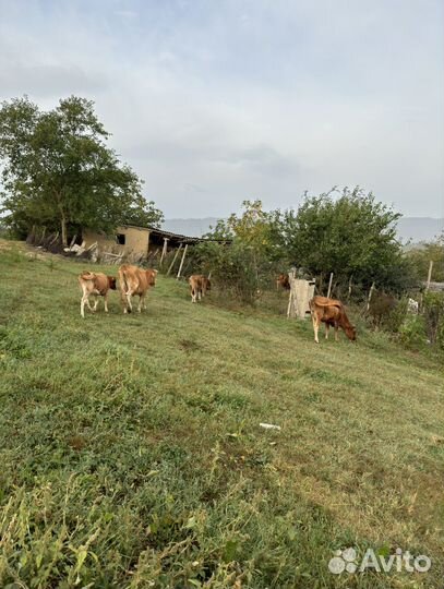 Корова дойная