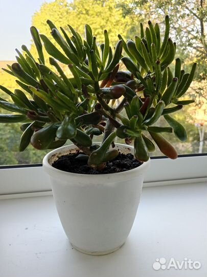 Крассула толостянка