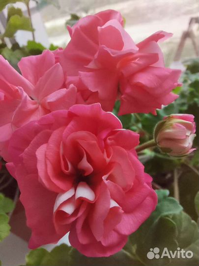 Пеларгония юг Большое искушение