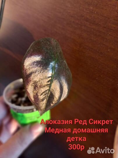 Комнатные растентя
