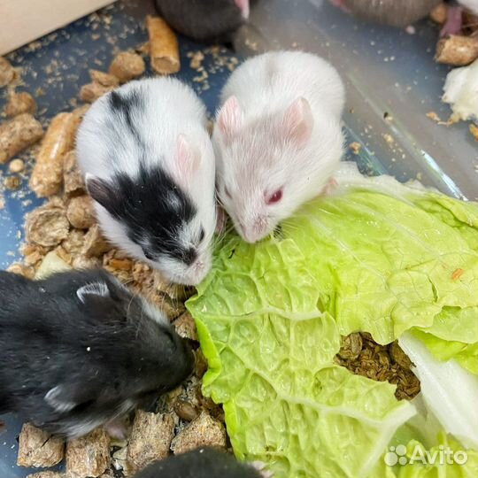 Хомяк кэмпбелла