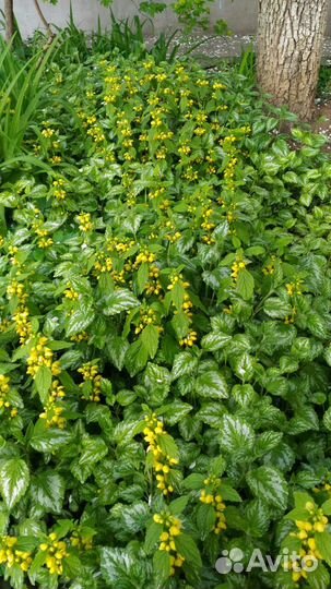 Цветы для сада