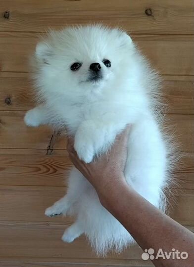 Шпиц девочка айс-крем