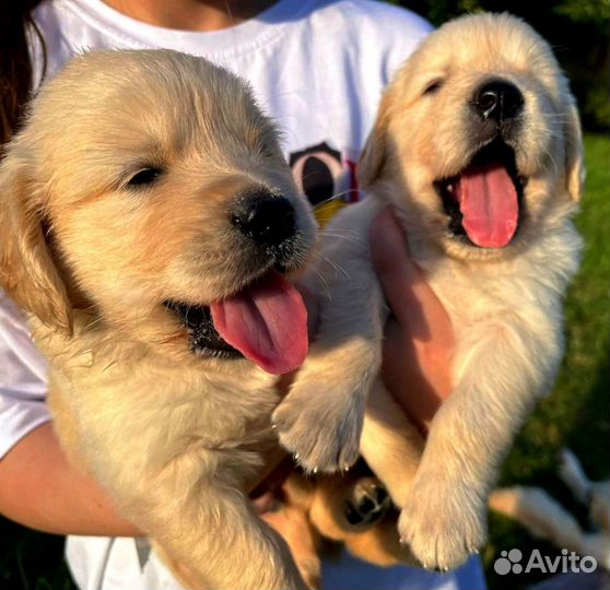 Золотистый ретривер питомник