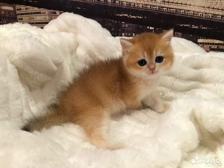 Элитные британцы золотой шиншиллы