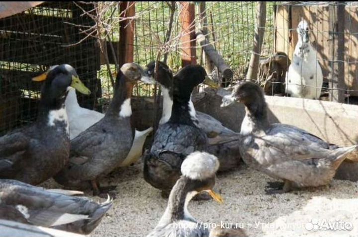 Мускусные утки