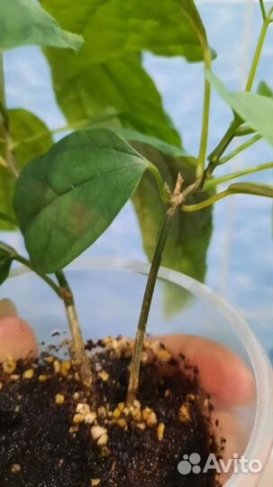 Калеродендрум, декабрист, фикус