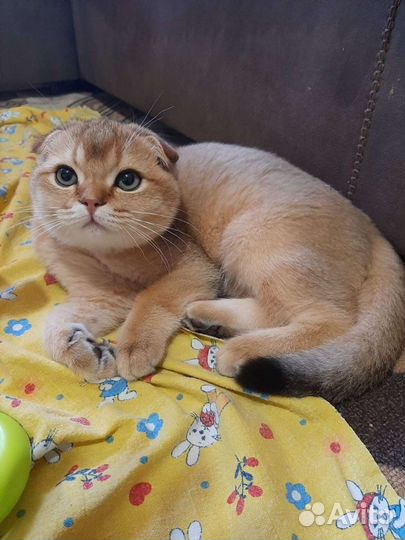 Шотландский вислоухий кот вязка