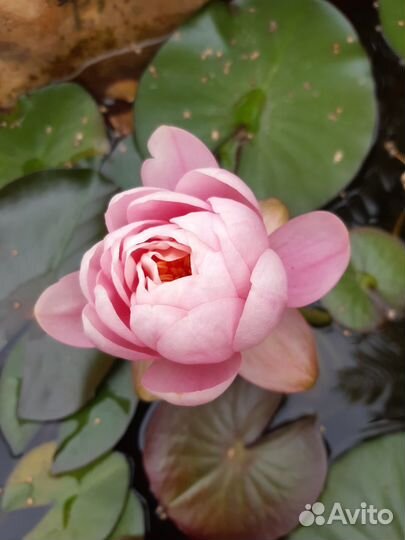 Нимфеи (кувшинки, водные лилии)