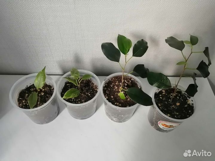 Фикус Цветы