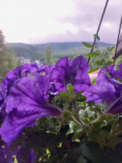 Коттедж 100 м² на участке 10 сот.