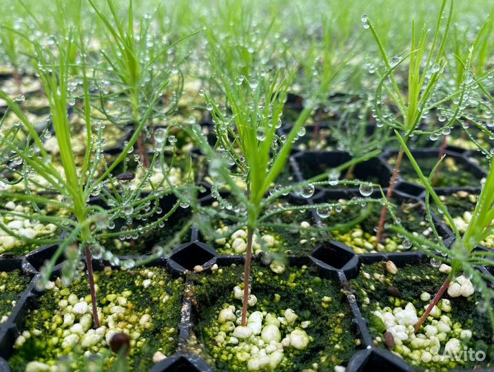 Сеянцы сосны ели зкс окс лиственница кедр голубая